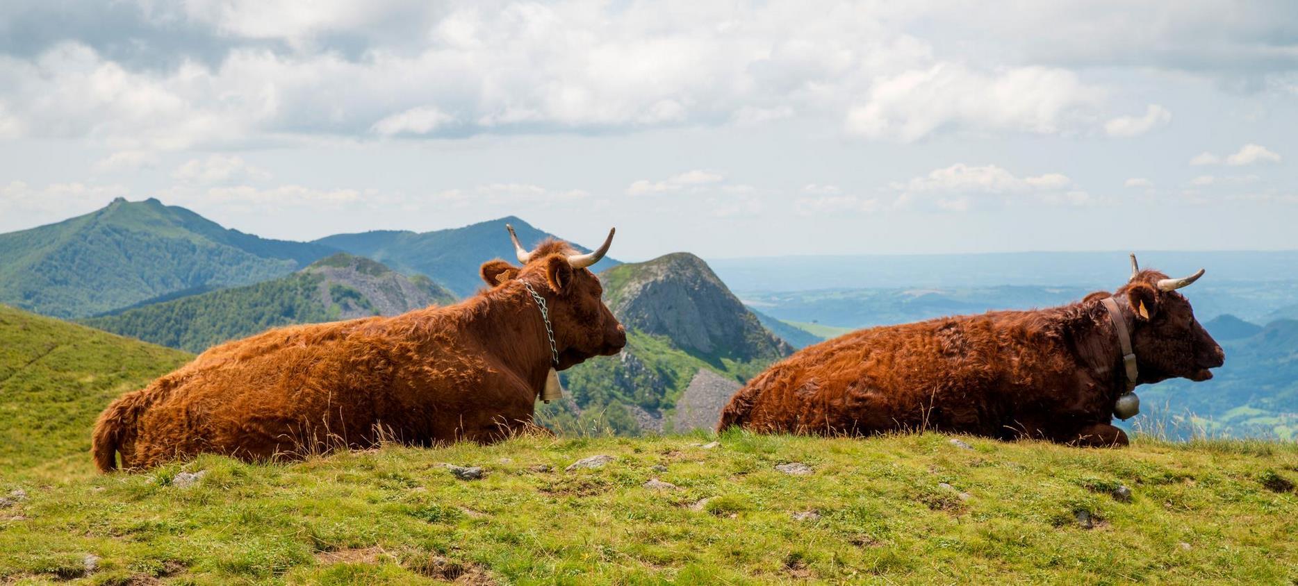 Vaches en estive dans le Parc Naturel des Volcans d'Auvergne