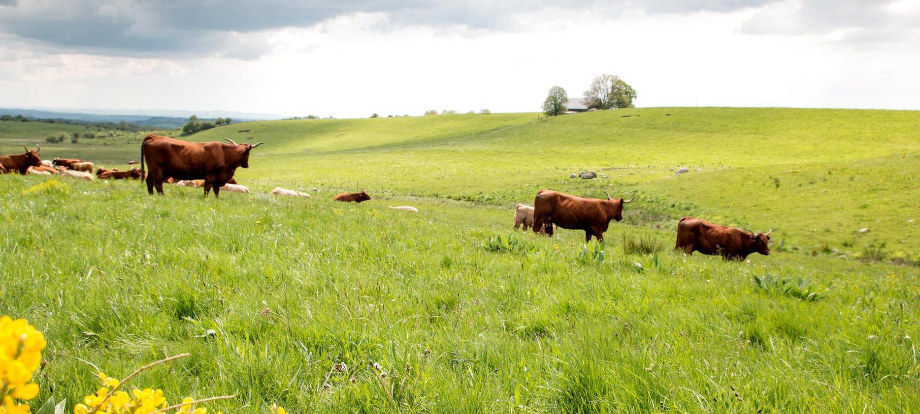 Saint Nectaire - troupeau de vaches dans les estives du Parc Naturel des volcans d'Auvergne