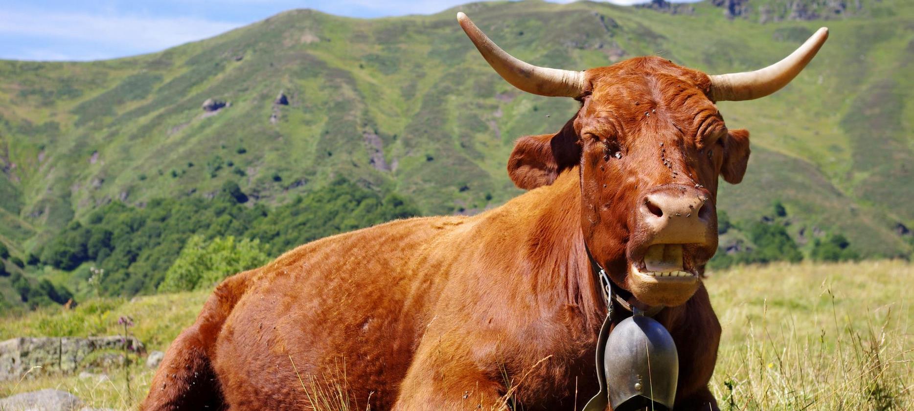Vache dans les estives du massif du Sancy