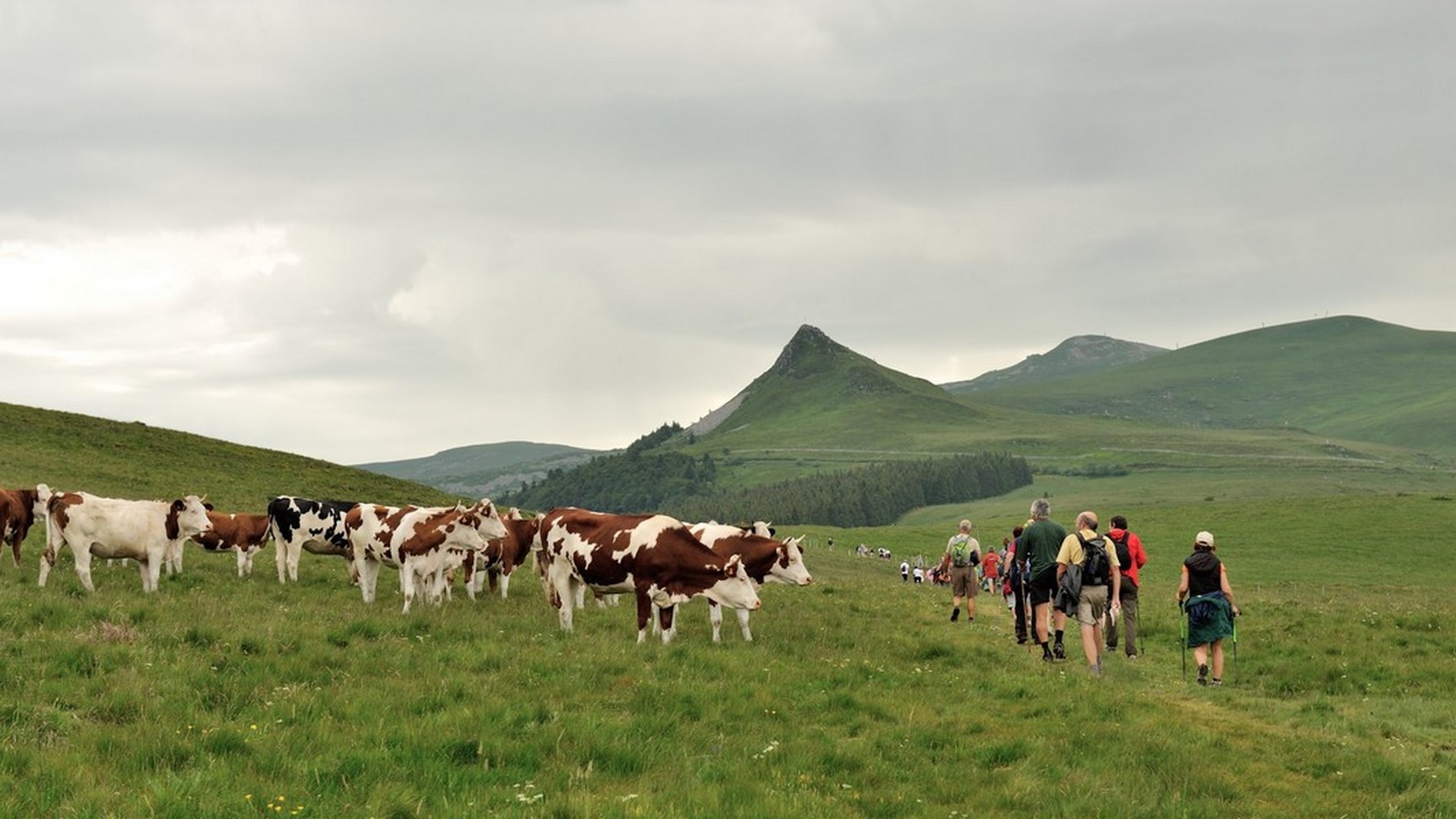 Puy de Sancy - rencontre entre un groupe de randonneur et un troupeau dans les estives