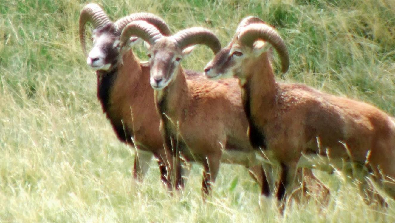 Super Besse - Mouflons dans le parc Naturel du Sancy