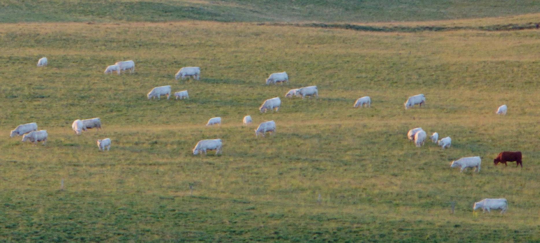 Super Besse- Moutons dans le parc naturel du Sancy