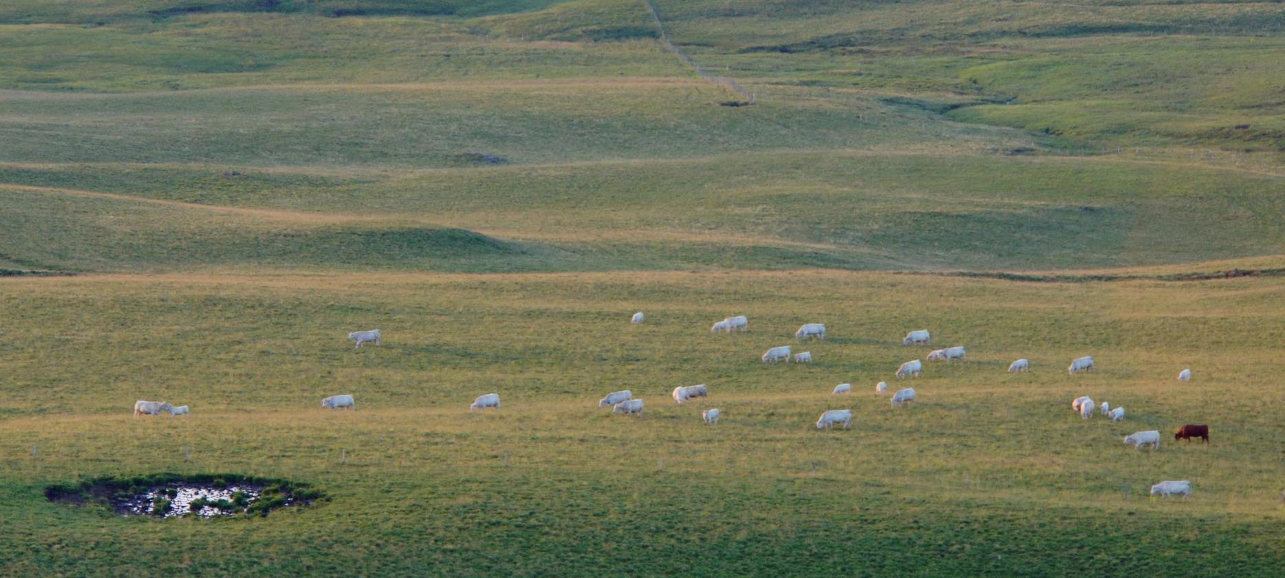Super Besse- Moutons dans le parc naturel du Sancy