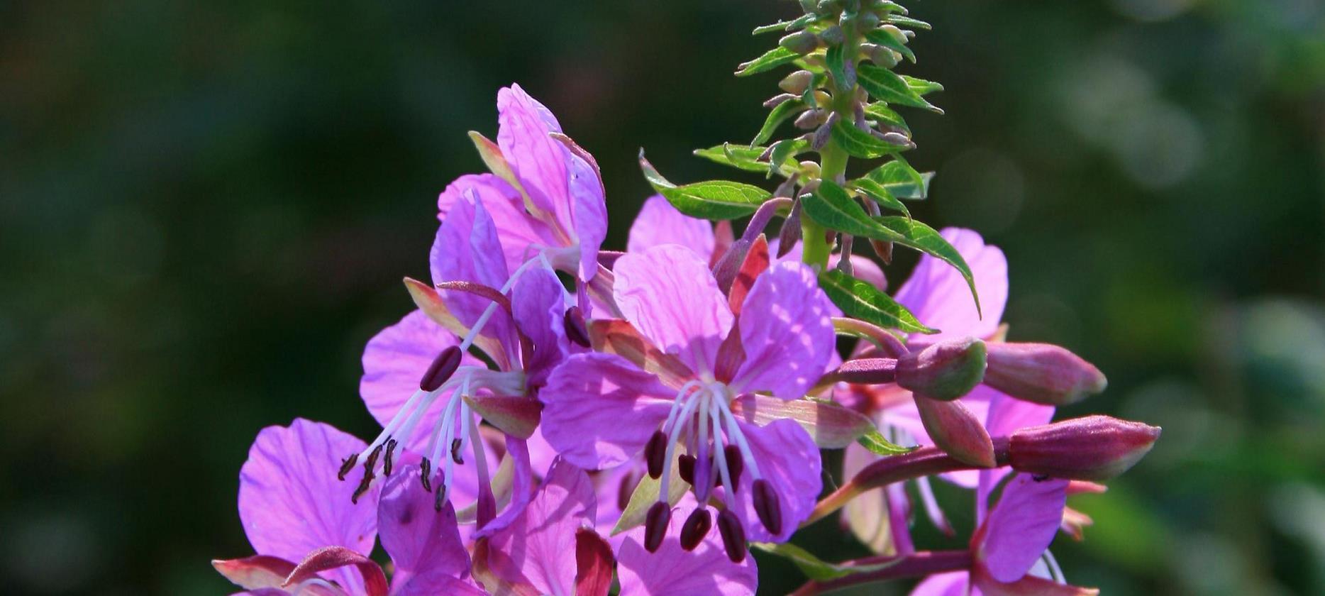Super Besse -la flore du Parc naturel du Sancy