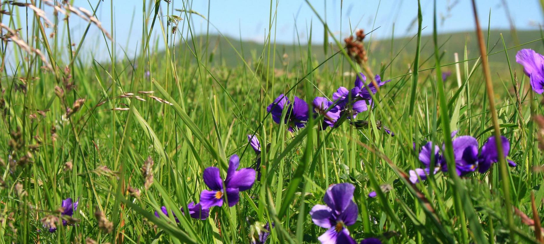 Super Besse -la flore du Parc naturel du Sancy