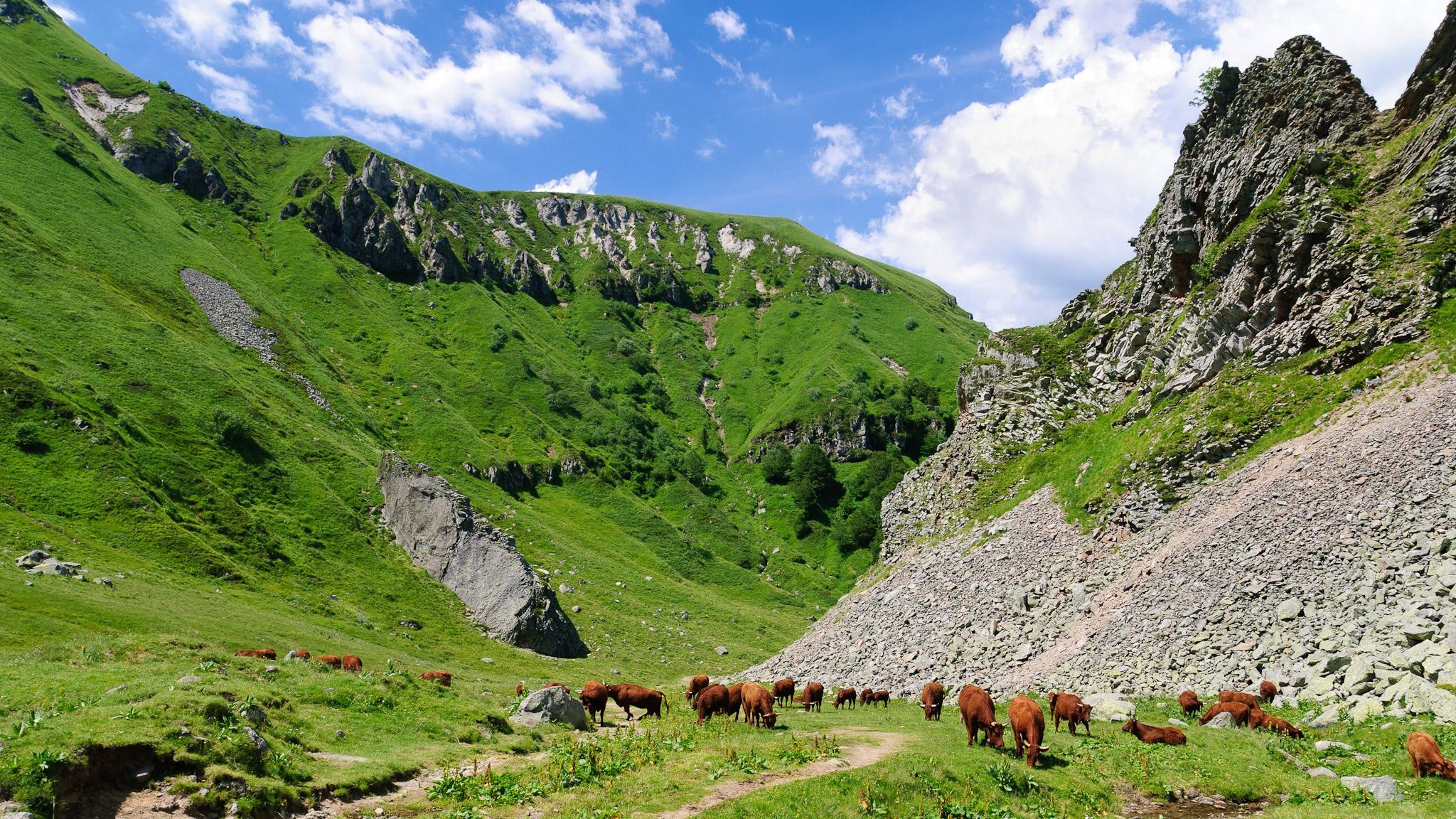 Le Val de Courre et ses vaches dans les estives du Massif du Sancy au cœur de l'été.