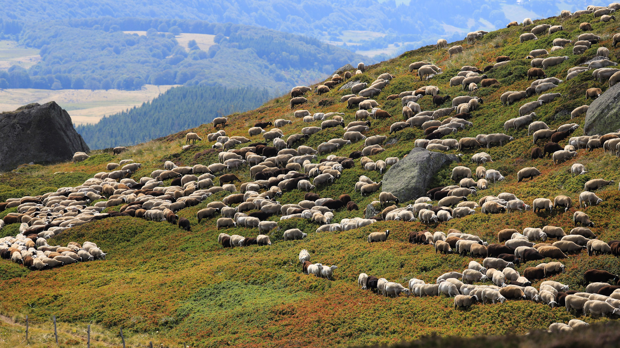 Les Moutons dans les estives de la réserve naturelle de Chastreix Sancy