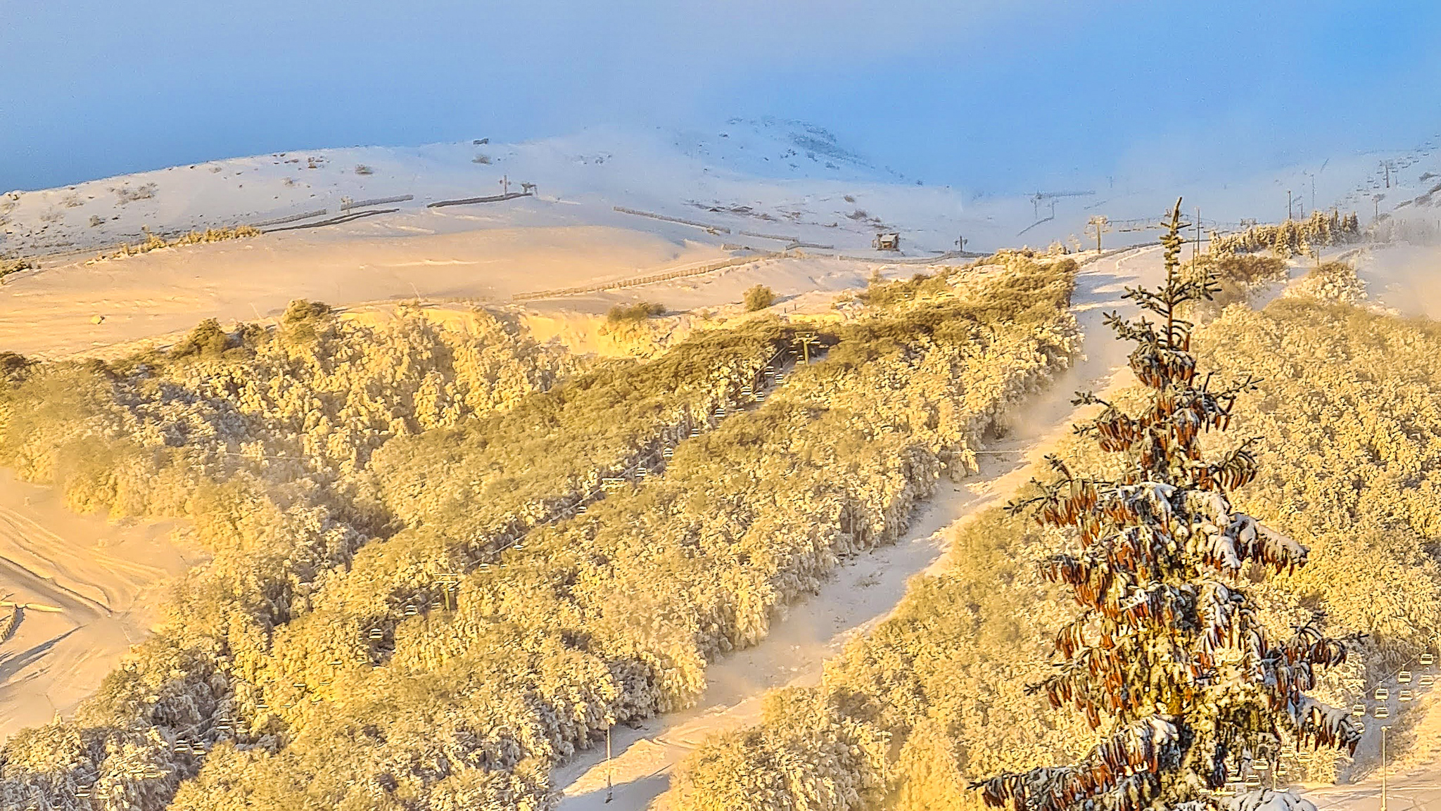 Chalet l'Anorak Super Besse, les arbres couverts de neige