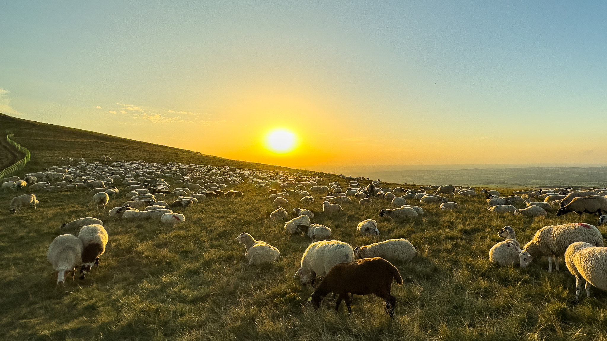 Les moutons dans les estives du Massif de la Banne d'Ordanche